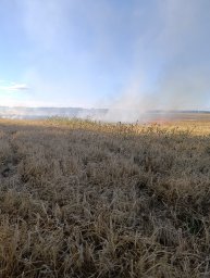 ​Поныровские огнеборцы на ликвидации горения поля