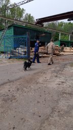 ​Проверка лесных массивов и деревоперерабатывающего предприятия в Хомутовском районе