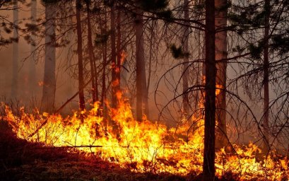Знаете ли вы, что делать, если оказались в зоне лесного пожара?