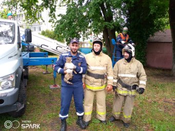 ​Совместная операция по спасению котёнка прошла успешно